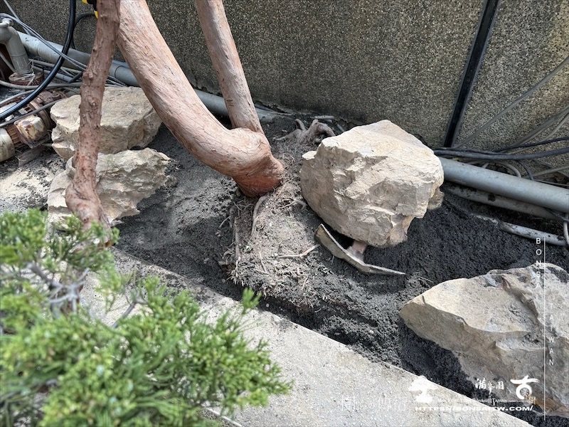 img 5990 1 [我們的作品]景觀設計施工-案0320 客戶案例