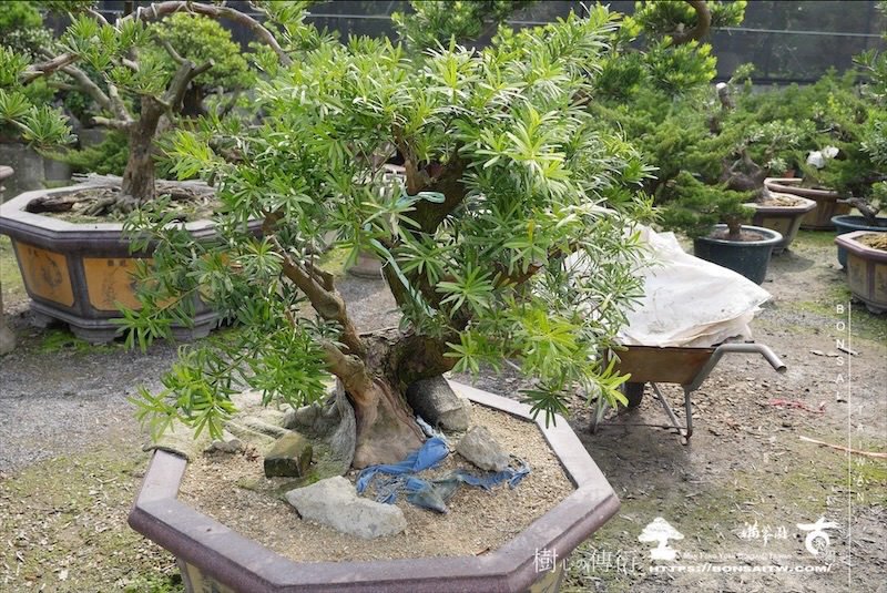 img 6264 1 [晶鑽羅漢松]等待，是為了下一次的蛻變(116) 盆栽(Bonsai)
