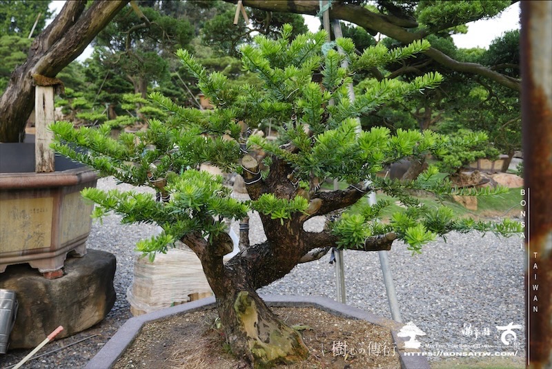 img 6266 1 [晶鑽羅漢松]等待，是為了下一次的蛻變(116) 盆栽(Bonsai)
