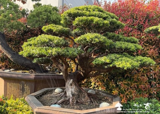 img 6267 1 [晶鑽羅漢松]等待，是為了下一次的蛻變(116) 素材(Material)