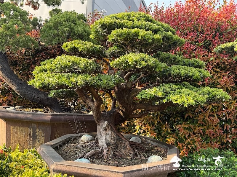 img 6267 1 [晶鑽羅漢松]等待，是為了下一次的蛻變(116) 盆栽(Bonsai)