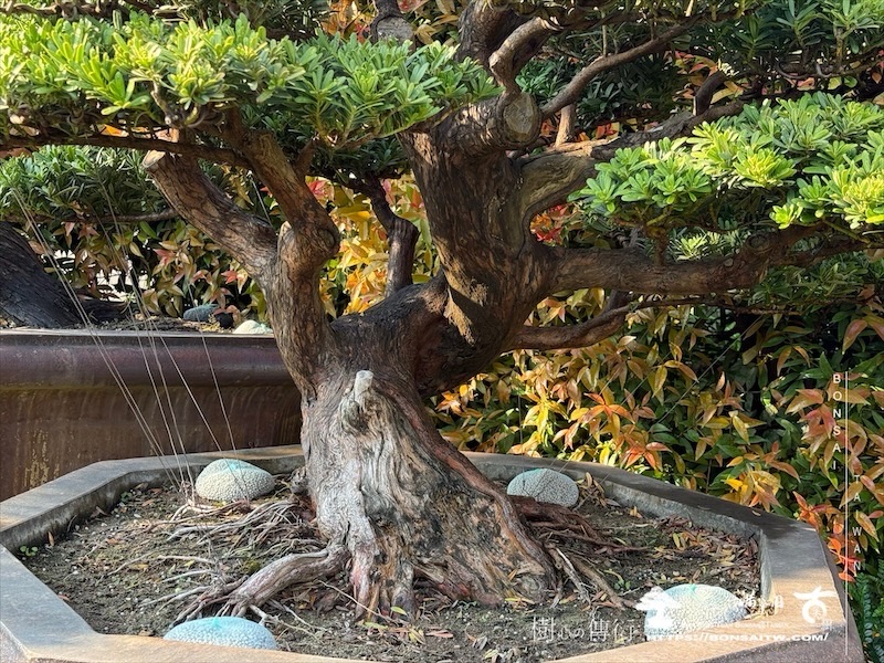 img 6268 1 [晶鑽羅漢松]等待，是為了下一次的蛻變(116) 盆栽(Bonsai)