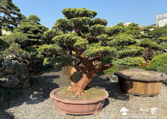 img 6337 1 [晶鑽羅漢松]等待，是為了下一次的蛻變(76) 等待，是為了下一次的蛻變