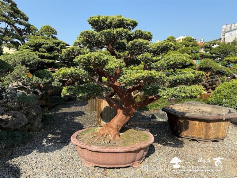 img 6337 1 [晶鑽羅漢松]等待，是為了下一次的蛻變(76) 盆栽(Bonsai)