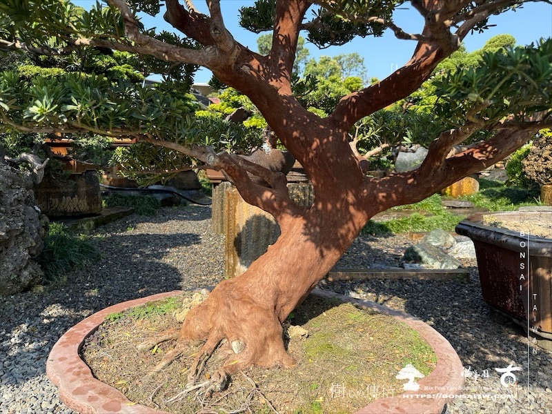 img 6339 1 [晶鑽羅漢松]等待，是為了下一次的蛻變(76) 盆栽(Bonsai)
