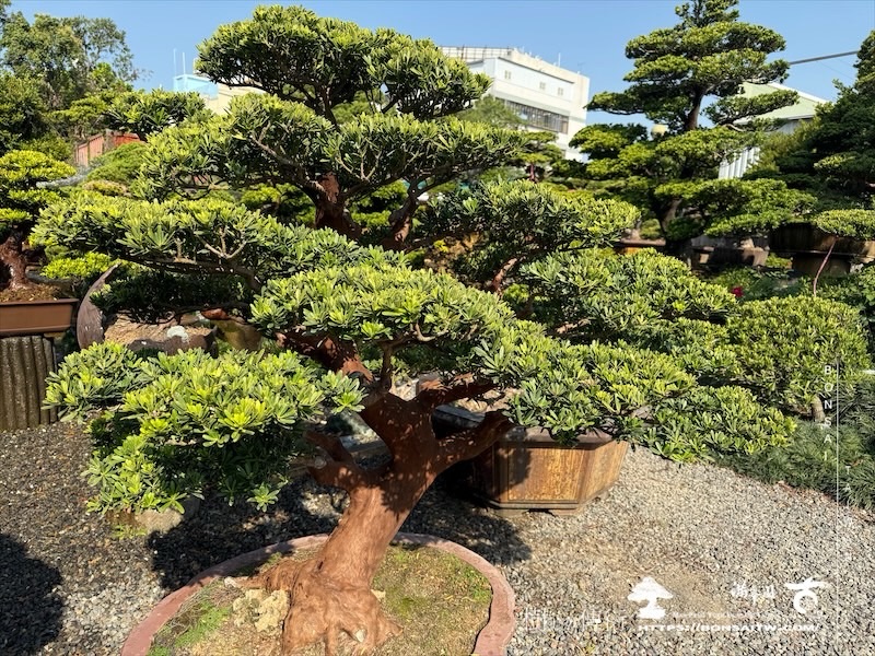 img 6340 1 [晶鑽羅漢松]等待，是為了下一次的蛻變(76) 盆栽(Bonsai)