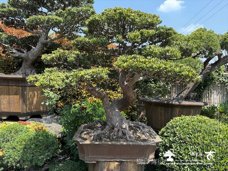 img 6454 1 [晶鑽羅漢松]等待，是為了下一次的蛻變(75) 盆栽(Bonsai)