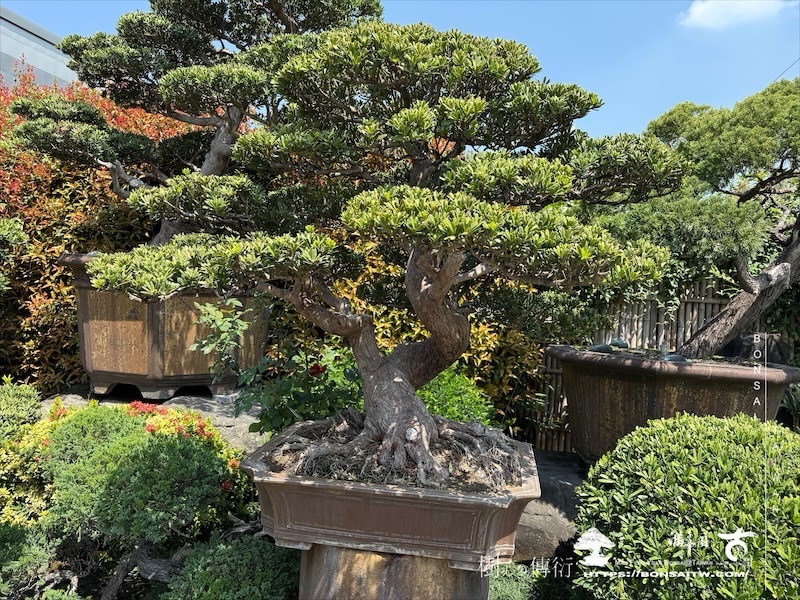 img 6455 1 [晶鑽羅漢松]等待，是為了下一次的蛻變(75) 盆栽(Bonsai)