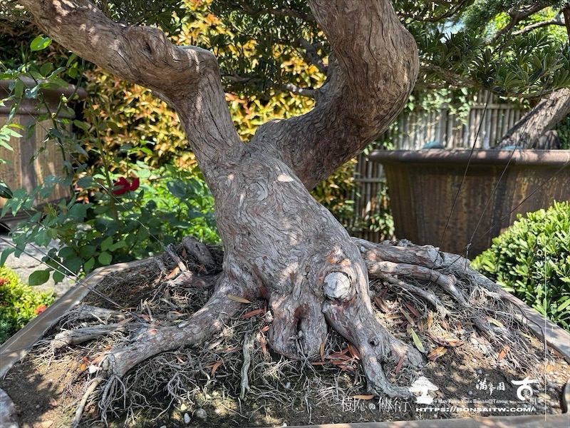 img 6457 1 [晶鑽羅漢松]等待，是為了下一次的蛻變(75) 盆栽(Bonsai)