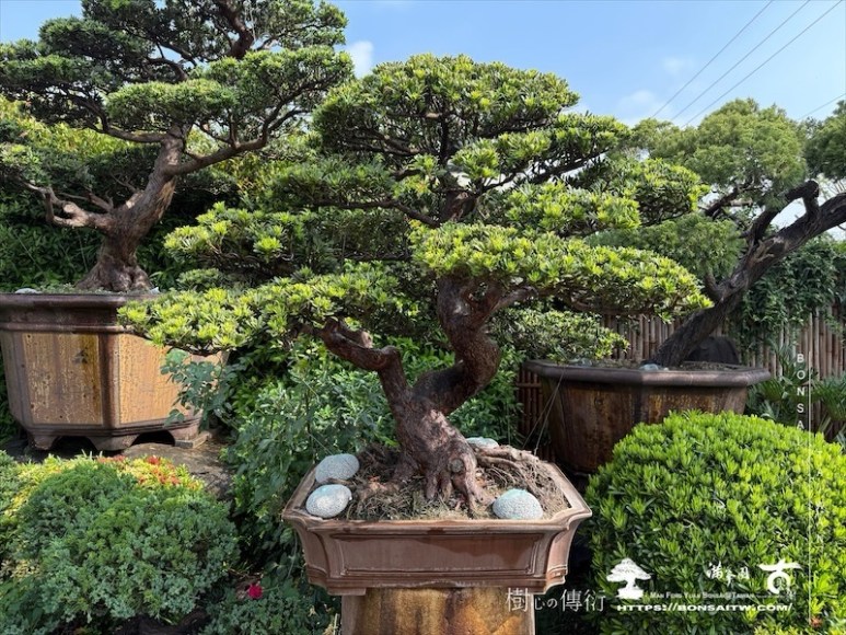 img 0104 2 1 [晶鑽羅漢松]等待，是為了下一次的蛻變(75) 盆栽(Bonsai)