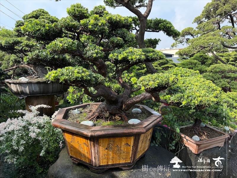 img 0105 1 [晶鑽羅漢松]等待，是為了下一次的蛻變(79) 盆栽(Bonsai)