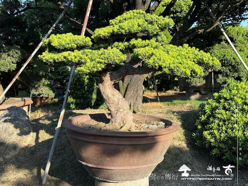 img 0342 2 1 [晶鑽羅漢松]等待，是為了下一次的蛻變(116) 盆栽(Bonsai)
