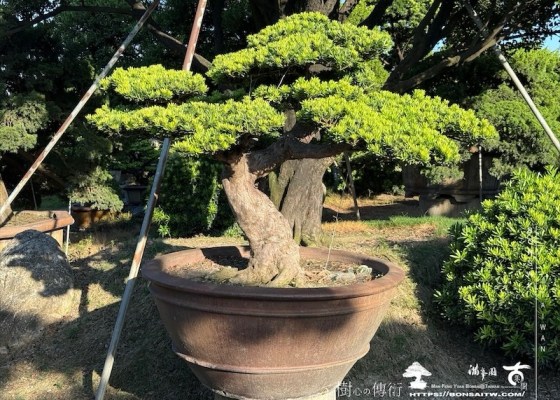 img 0342 3 1 [晶鑽羅漢松]等待，是為了下一次的蛻變(116) 蛻變專題(The plan)