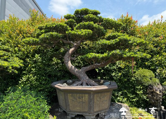 img 0347 4 1 [晶鑽羅漢松]等待，是為了下一次的蛻變(67) 蛻變專題(The plan)