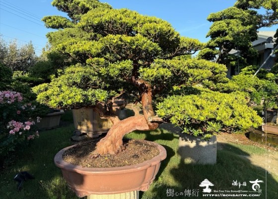 img 0416 1 [晶鑽羅漢松]等待，是為了下一次的蛻變(69) 蛻變專題(The plan)