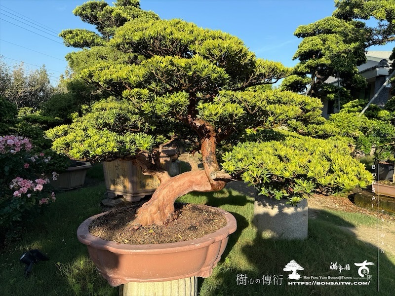 img 0416 1 [晶鑽羅漢松]等待，是為了下一次的蛻變(69) 盆栽(Bonsai)