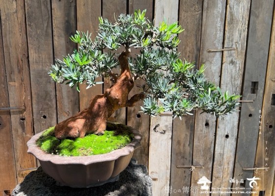 img 0602 1 [雀舌羅漢松]等待，是為了下一次的蛻變(117) 羅漢松(Podocarpus costalis)