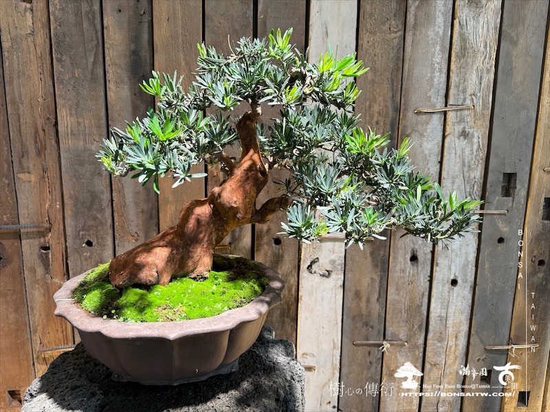 img 0602 1 [雀舌羅漢松]等待，是為了下一次的蛻變(117) 蛻變專題(The plan)