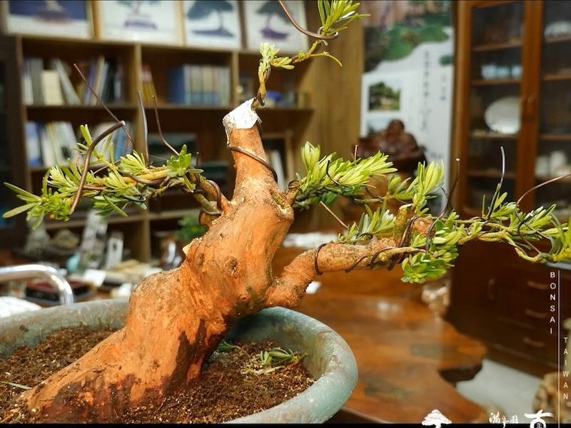 img 0603 1 [雀舌羅漢松]等待，是為了下一次的蛻變(117) 蛻變專題(The plan)