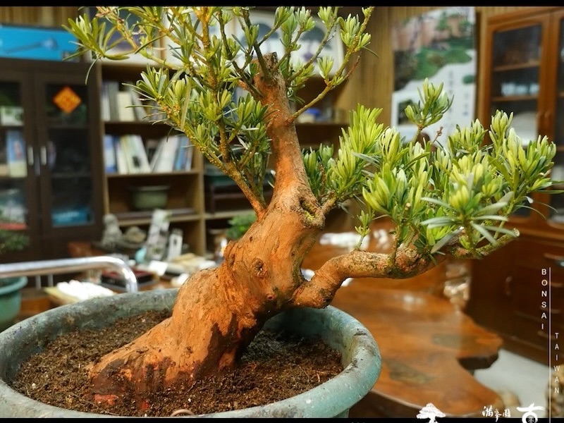 img 0604 1 [雀舌羅漢松]等待，是為了下一次的蛻變(117) 蛻變專題(The plan)