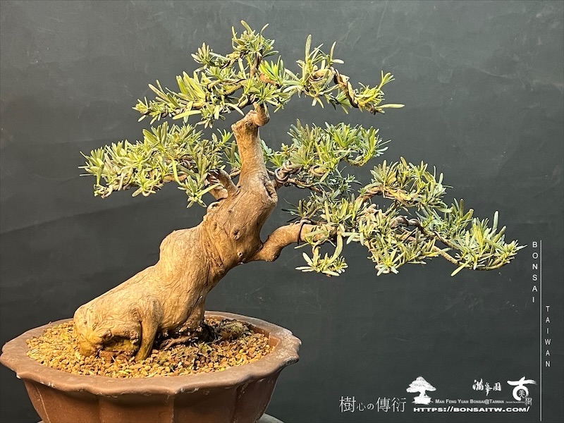 img 0608 1 [雀舌羅漢松]等待，是為了下一次的蛻變(117) 蛻變專題(The plan)