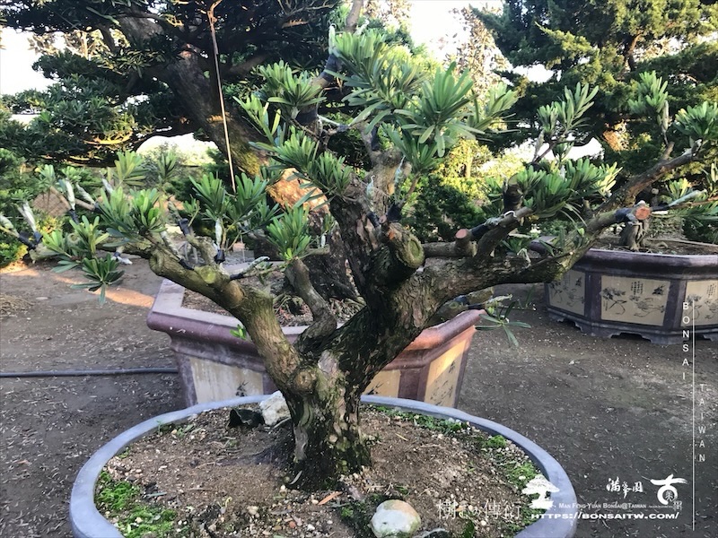 img 0776 1 [晶鑽羅漢松]等待，是為了下一次的蛻變(84) 盆栽(Bonsai)
