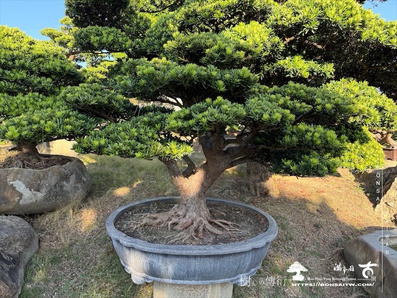 img 0777 2 1 [晶鑽羅漢松]等待，是為了下一次的蛻變(84) 盆栽(Bonsai)