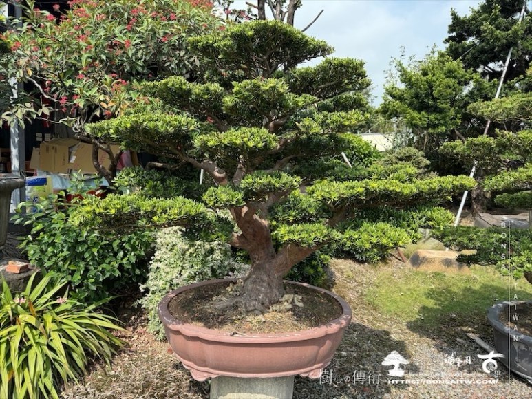 img 0792 1 [晶鑽羅漢松]等待，是為了下一次的蛻變(89) 盆栽(Bonsai)