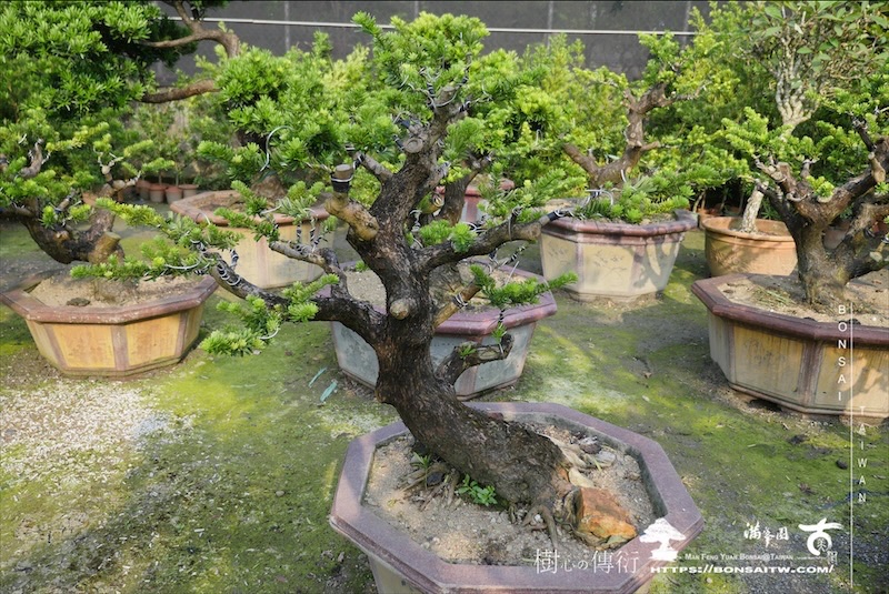 img 0870 1 [羅漢松]等待，是為了下一次的蛻變(120) 盆栽(Bonsai)
