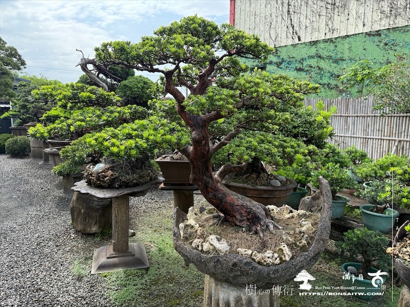 img 0871 1 [羅漢松]等待，是為了下一次的蛻變(120) 盆栽(Bonsai)