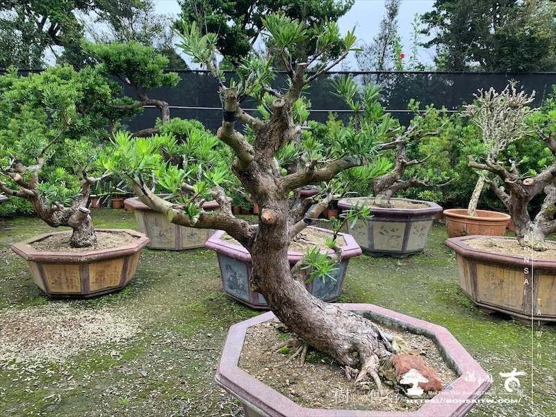 img 0875 1 [羅漢松]等待，是為了下一次的蛻變(120) 盆栽(Bonsai)