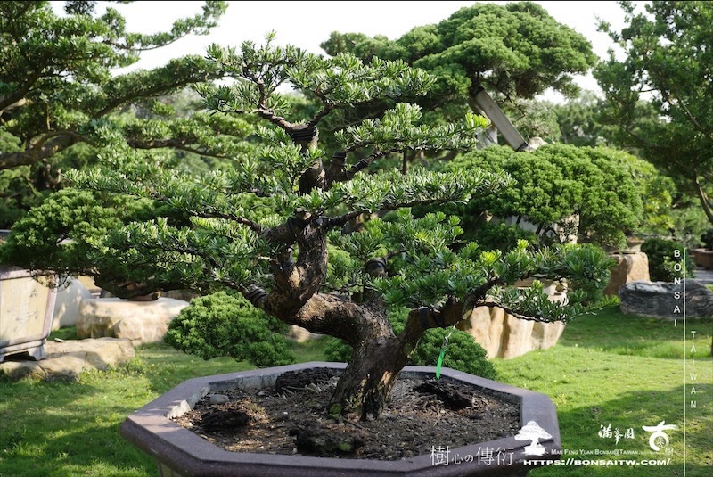img 0876 1 [羅漢松]等待，是為了下一次的蛻變(118) 盆栽(Bonsai)