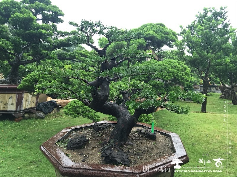 img 0877 1 [羅漢松]等待，是為了下一次的蛻變(118) 盆栽(Bonsai)