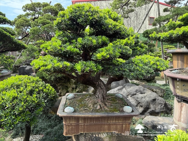 img 0887 1 [羅漢松]等待，是為了下一次的蛻變(118) 盆栽(Bonsai)