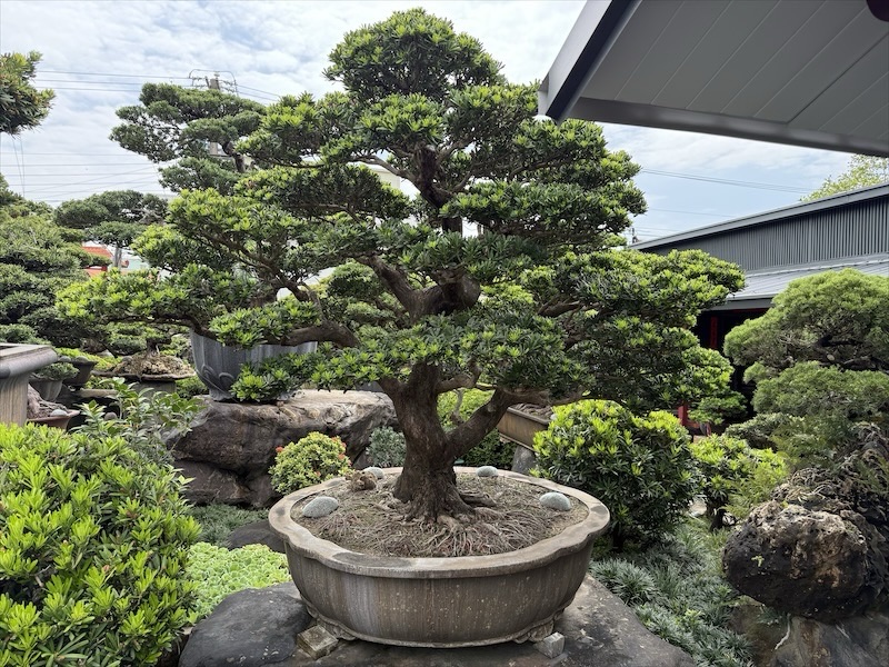 img 0896 1 [羅漢松]等待，是為了下一次的蛻變(121) 蛻變專題(The plan)