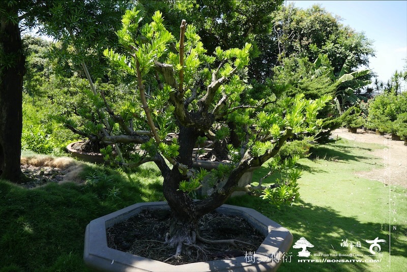 img 0897 1 [羅漢松]等待，是為了下一次的蛻變(121) 蛻變專題(The plan)