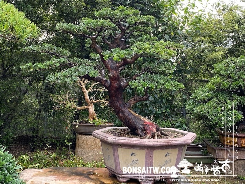 img 0970 1 [羅漢松]等待，是為了下一次的蛻變(120) 盆栽(Bonsai)