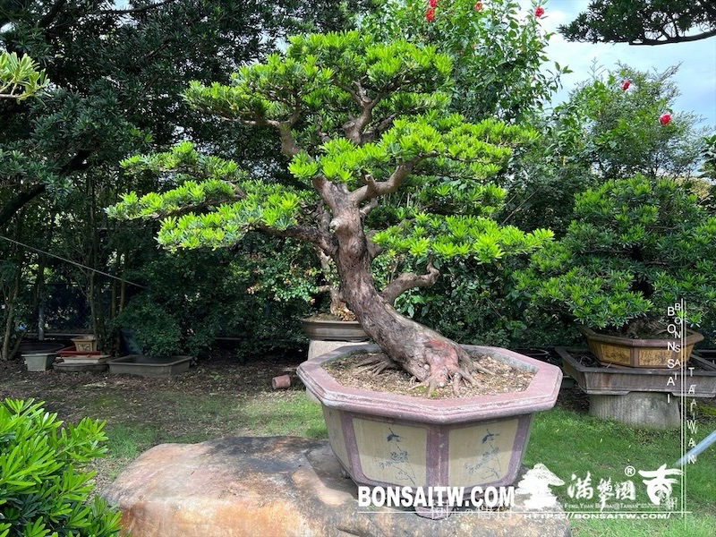 img 0971 1 [羅漢松]等待，是為了下一次的蛻變(120) 盆栽(Bonsai)
