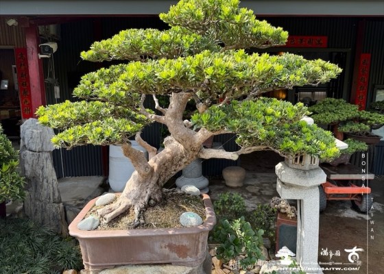 img 1195 1 [晶鑽羅漢松]等待，是為了下一次的蛻變(70) 等待，是為了下一次的蛻變