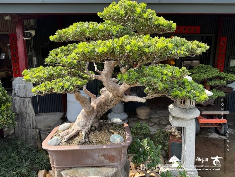 img 1195 1 [晶鑽羅漢松]等待，是為了下一次的蛻變(70) 盆栽(Bonsai)