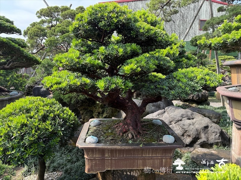 img 1196 1 [羅漢松]等待，是為了下一次的蛻變(118) 盆栽(Bonsai)