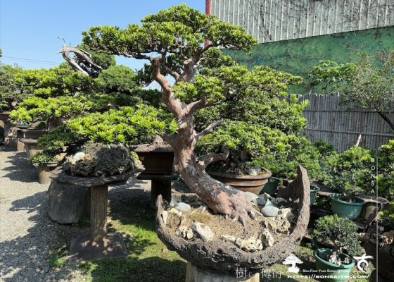 img 1199 1 [羅漢松]等待，是為了下一次的蛻變(120) 蛻變專題(The plan)