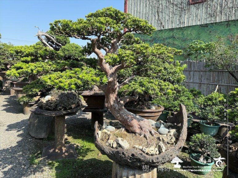 img 1199 1 [羅漢松]等待，是為了下一次的蛻變(120) 盆栽(Bonsai)