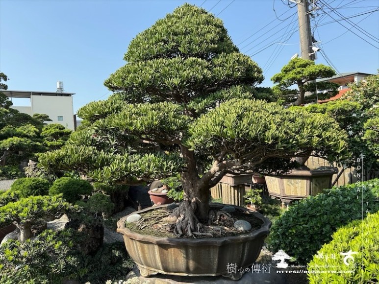 img 1204 1 [羅漢松]等待，是為了下一次的蛻變(30) 盆栽(Bonsai)