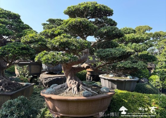 img 1209 1 [晶鑽羅漢松]等待，是為了下一次的蛻變(17) 等待，是為了下一次的蛻變