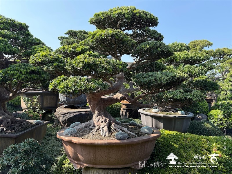 img 1209 1 [晶鑽羅漢松]等待，是為了下一次的蛻變(17) 盆栽(Bonsai)