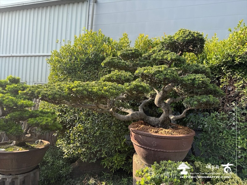 img 1263 1 [晶鑽羅漢松]等待，是為了下一次的蛻變(123) 盆栽(Bonsai)