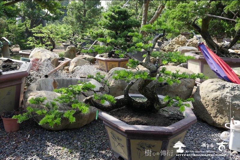 img 1266 1 [晶鑽羅漢松]等待，是為了下一次的蛻變(123) 盆栽(Bonsai)