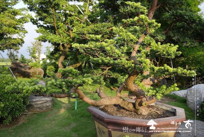 img 1269 1 [晶鑽羅漢松]等待，是為了下一次的蛻變(123) 盆栽(Bonsai)