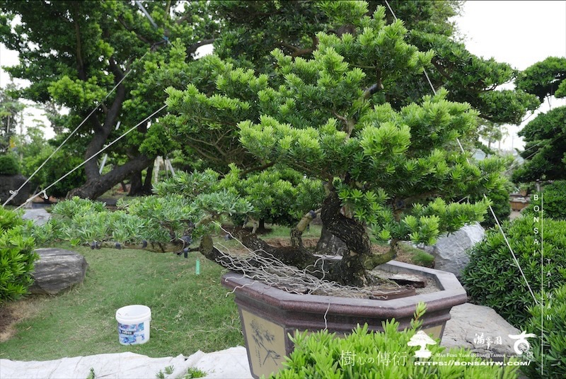 img 1271 1 [晶鑽羅漢松]等待，是為了下一次的蛻變(123) 盆栽(Bonsai)